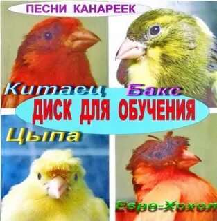 Самец канарейки 5 букв сканворд