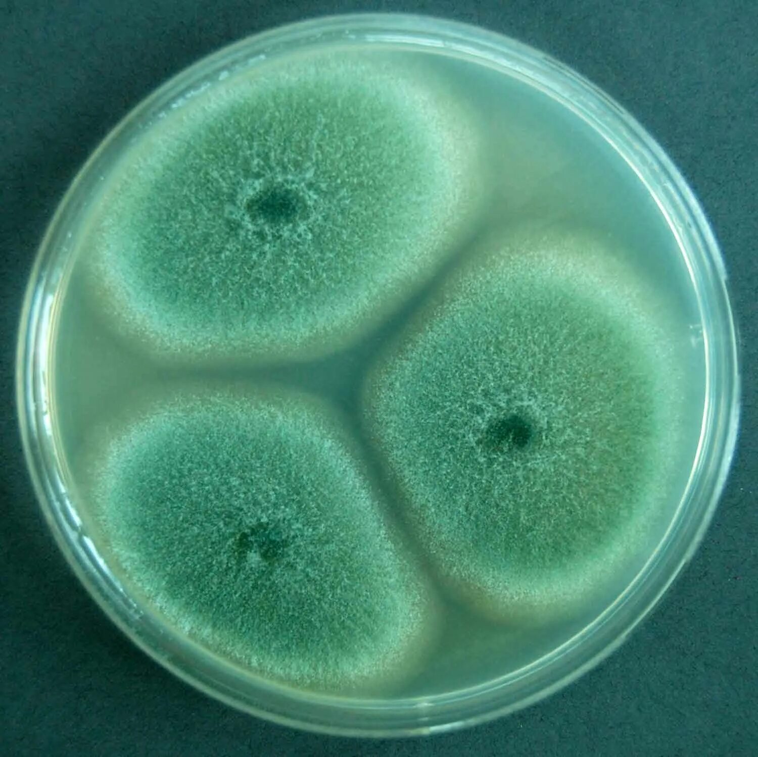 Колонии грибов в чашке петри. Плесневые грибы аспергиллус. Штамм Aspergillus oryzae. Микробиология Penicillium Aspergillus. Плесневые грибы аспергилл.