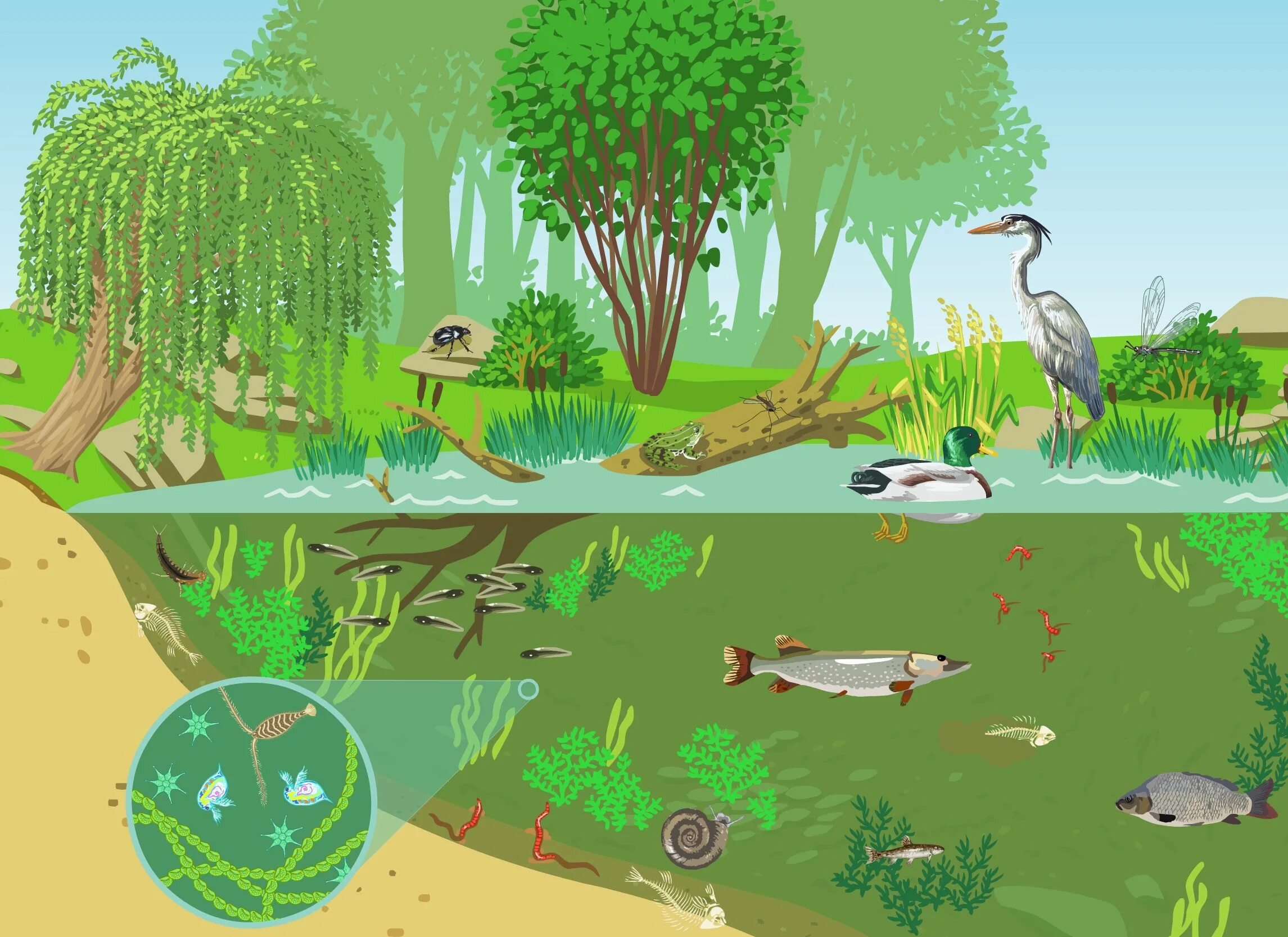 Видовое разнообразие реки. Биосфера биогеоценоз биоценоз. Круговорот веществ в природе в экосистеме. Экология Биосфера биогеоценоз. Экосистемы для дошкольников.