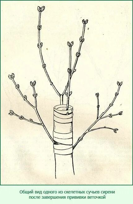 Прививка сирени на штамбе. Окулировка сирени. Сирень привитая на штамбе. Сирень размножение прививкой. Прививка сирени