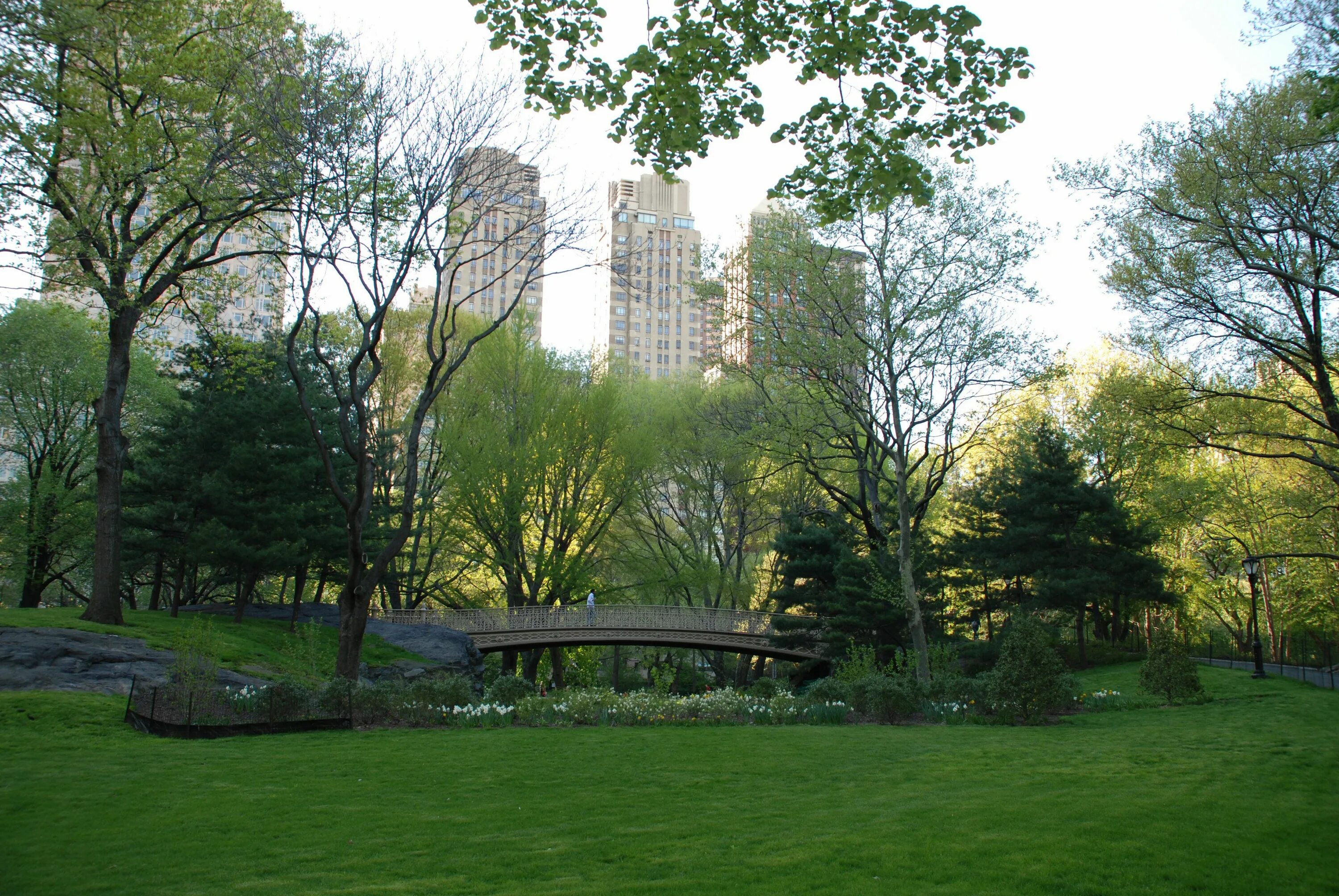 Парки в америке в городе. Центральный парк Нью-Йорк. Централ парк Нью-Йорк деревья. Центральный парк Нью-Йорк летом. Центральный парк Америка.
