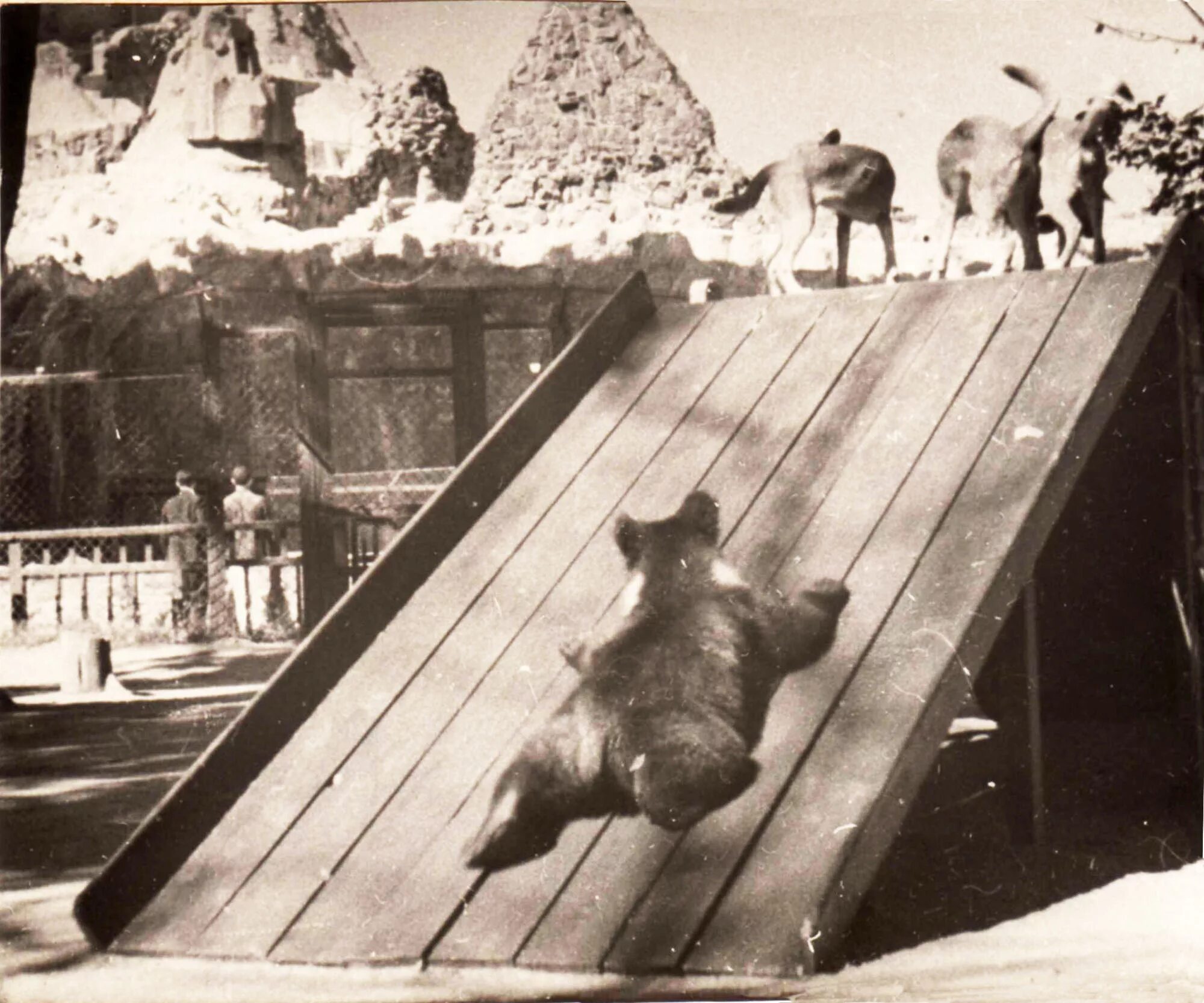 Кем был основан московский зоосад. Московский зоопарк 1864 года. московский зоосад 1864 год. площадка молодняка в московском зоопарке.