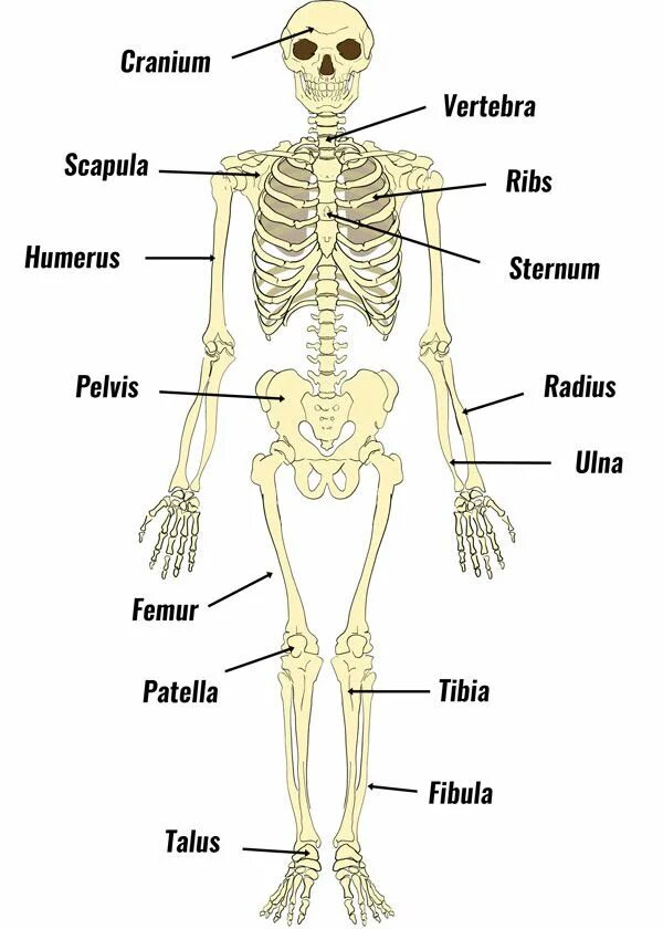 Скелет человека. Кости человека. Кости скелета человека. Строение скелета человека. The bones form