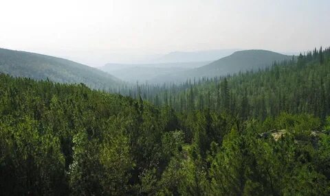 Иркутский лес