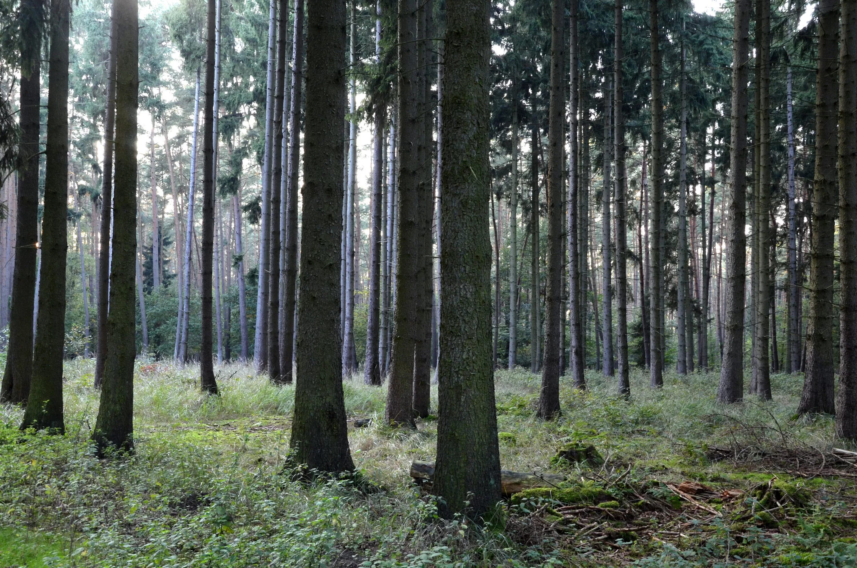 Хвойная роща. Беловежская пуща деревья. Хвойный лес Удмуртии. Сосновый лес. Еловый лес.