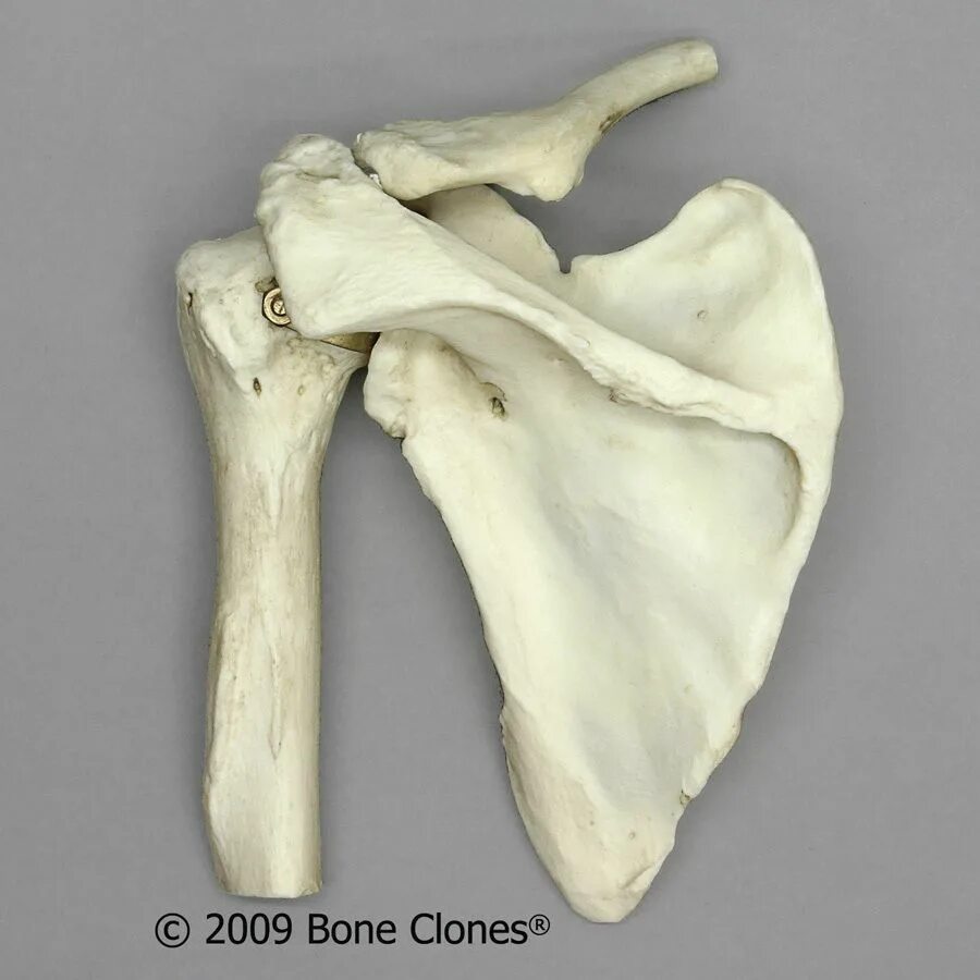 Лопатка кость человека на скелете. Лопатка scapula. Лопатка кость анатомия. Человеческая лопатка кость. Лопатка анатомия человека.