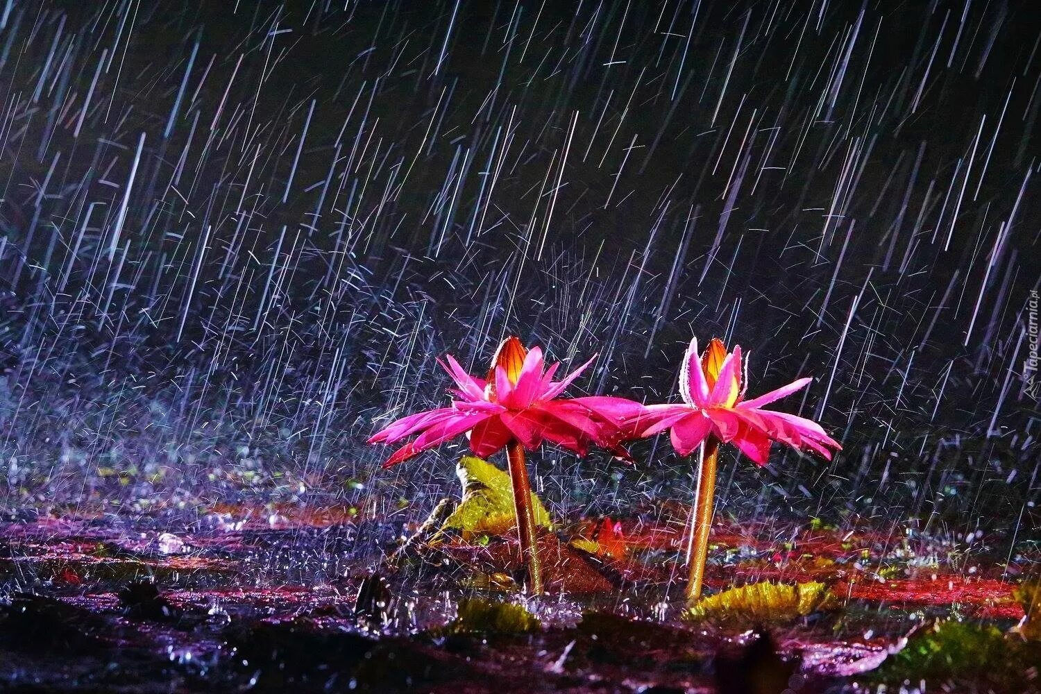 В течение всей ночи лил дождь. Цветы дождя. Растения под дождем. Красивый дождь. Природа дождь.
