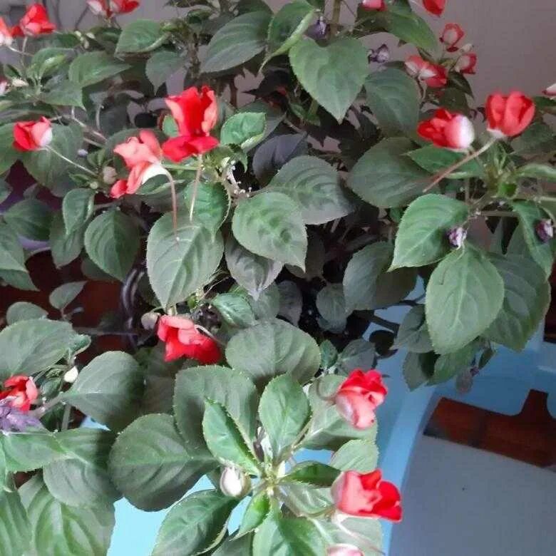 Покажи ваньку