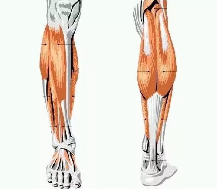 Строение ноги до колена. Мышцы икры ног анатомия. Икроножная мышца анатомия. Мышцы ног голени анатомия. Берцовые мышцы на ногах.