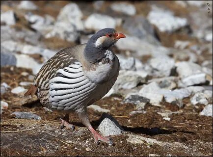 Shakiraning yalangoch fotosuratlari