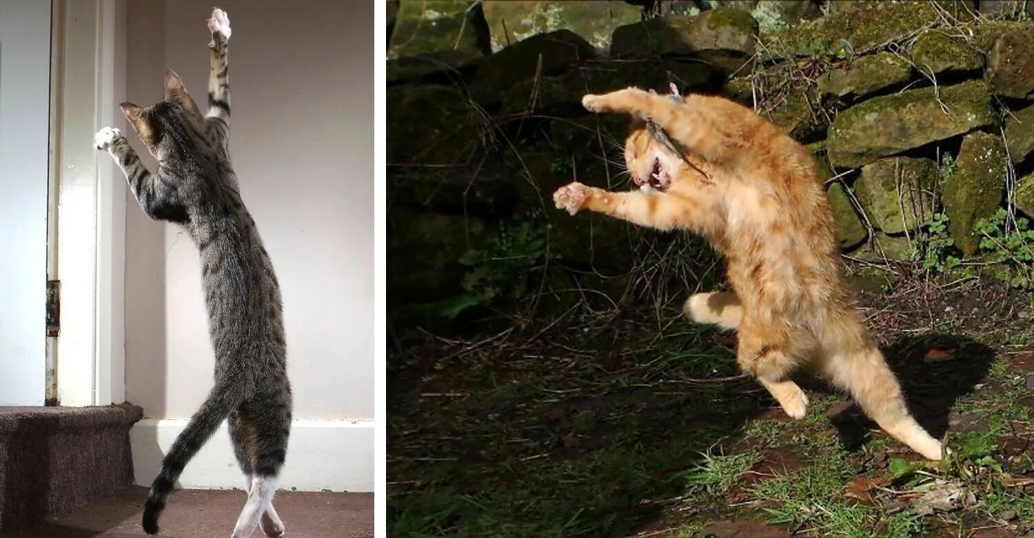Коты 10 часов. Коты танцуют. Танцующий кот. Кот танцует. Танцующая кошка.