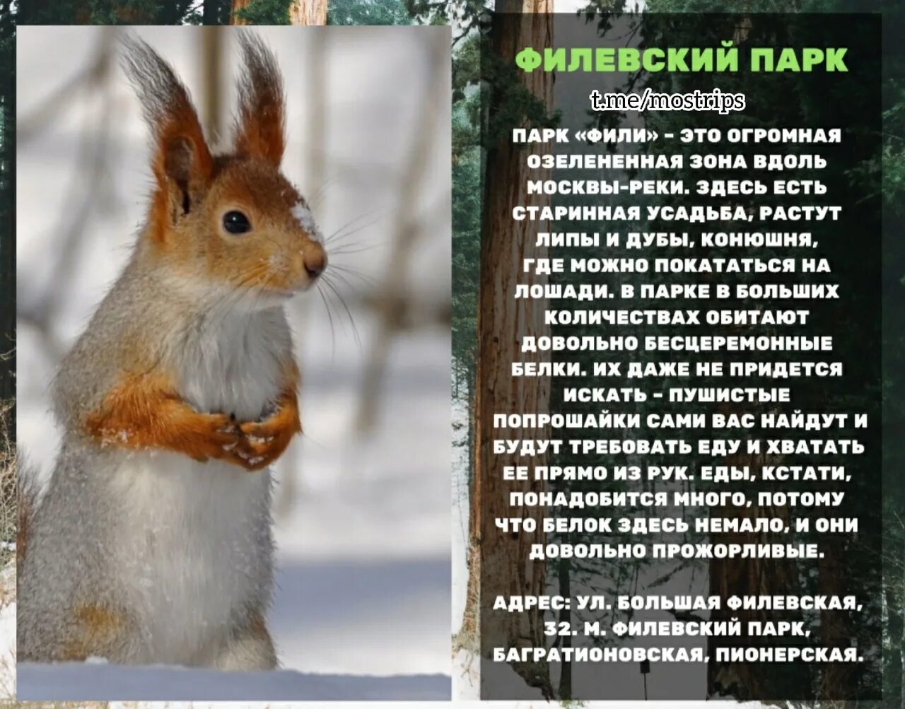 Где использовать белок. Белки в москве. где покормить белок в москве. белочки в парках москвы. где в москве водятся белки.