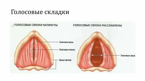 Голосовые складки