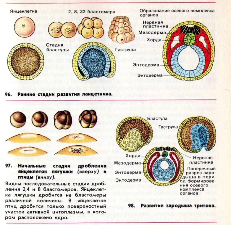 Бластула гаструла мезодерма