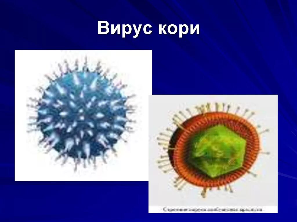 Корь вирус микробиология. Вирус кори микробиология. Корь строение вируса. Вирус кори капсид. Вирус кори сколько