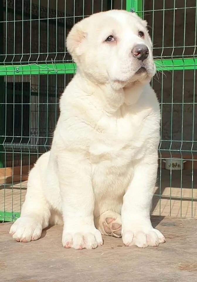 Алабай собака. Овчарка алабай. Среднеазиатская овчарка белая. Среднеазиатский алабай. Московский сторожевой алабай щенок.