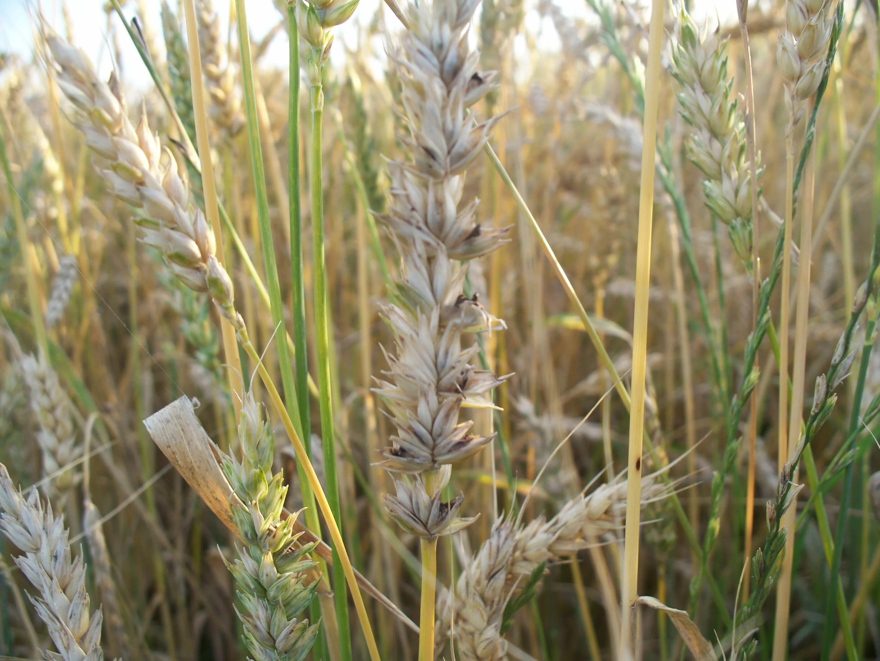 Пшеничная Головня (Tilletia caries).. Головня пшеницы озимой. Твердая Головня пшеницы. Твердая Головня — Tilletia caries.