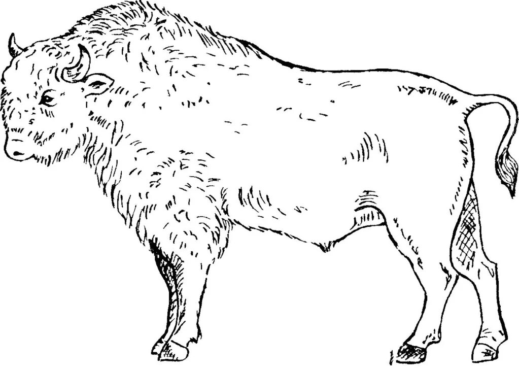 Какой тип питания характерен для бизона. Бизон Шетензака. Бизон рисунок. Бизон вид сбоку. Тип питания Бищона.