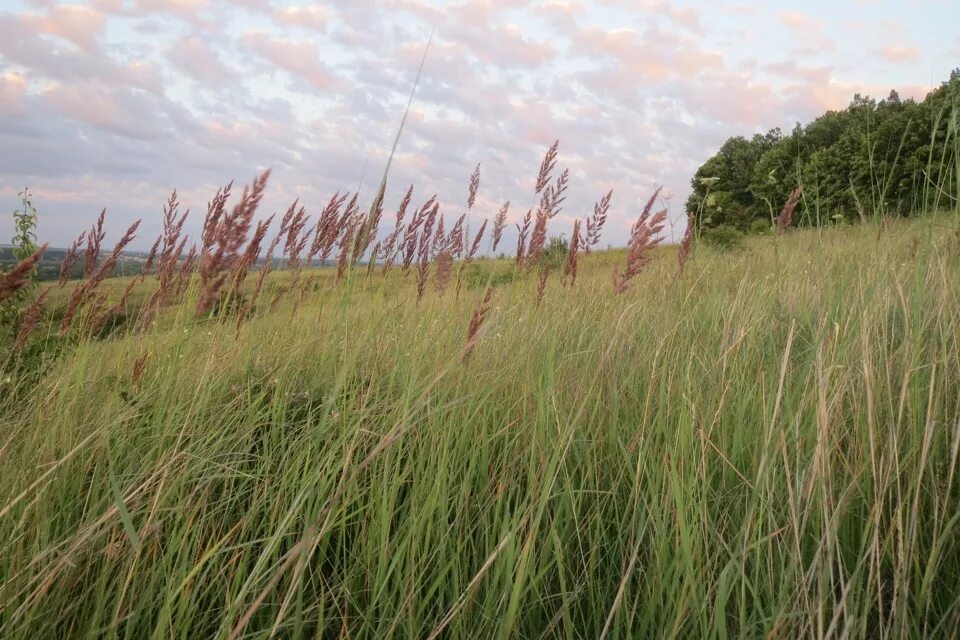 Немеренные просторы. Человек идет в высокой траве. Трава по пояс. Траве станция. На дальнее сойду трава.