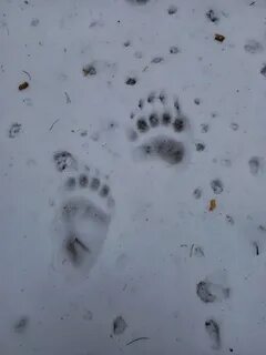 Следы прилагательные