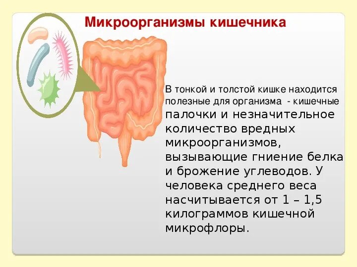 Гнилостные и бродильные процессы в кишечнике. Гниение и брожение в кишечнике. Процессы гниения и брожения в кишечнике. Продукты вызывающие брожение в кишечнике.