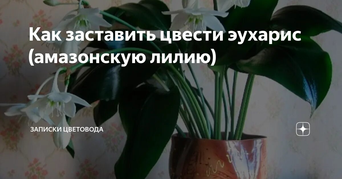 Как заставить цветок цвести. Эухарис Амазонская Лилия. Спатифиллум эухарис. Тропическая Лилия эухарис. Эухарис цветонос.