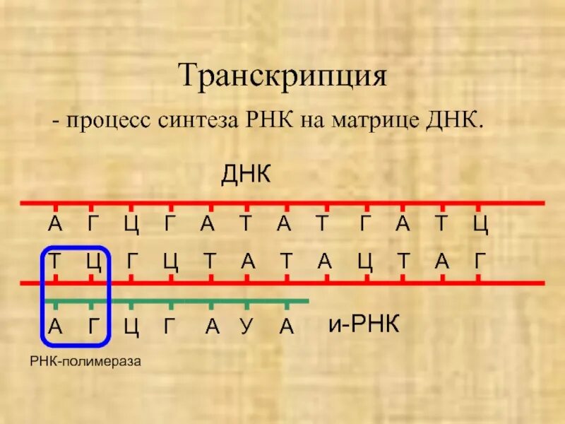 Процесс транскрипции ДНК. Транскрипция Синтез ИРНК на ДНК матрице. Схема процесса транскрипции. Транскрипция ДНК И РНК.