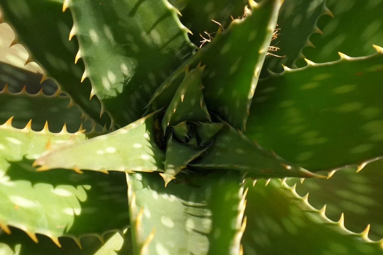 Green aloe. Алоэ гарипензис. Алоэ Арборесценс.