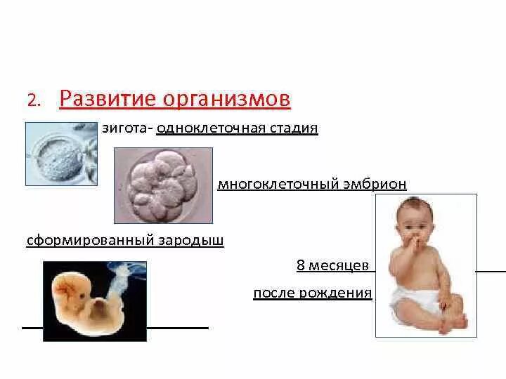 Этапы развития организма. Схема внутриутробного развития человека. Стадии развития человека после рождения. Оплодотворение и внутриутробное развитие организма.