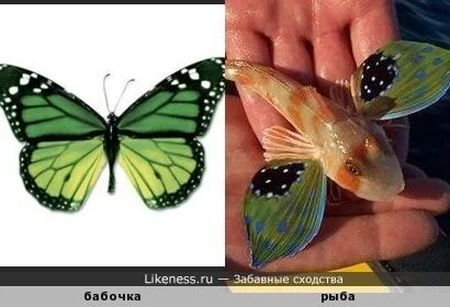 Чем рыбы похожи на других животных 2