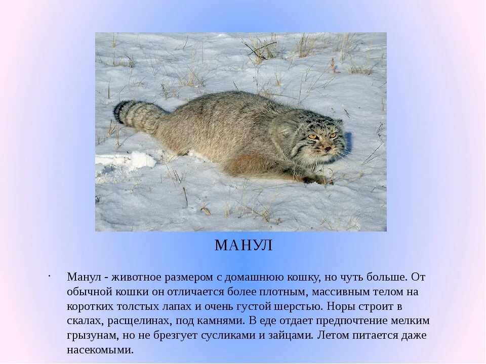 Photos КНИГА РЕДКИХ ЖИВОТНЫХ