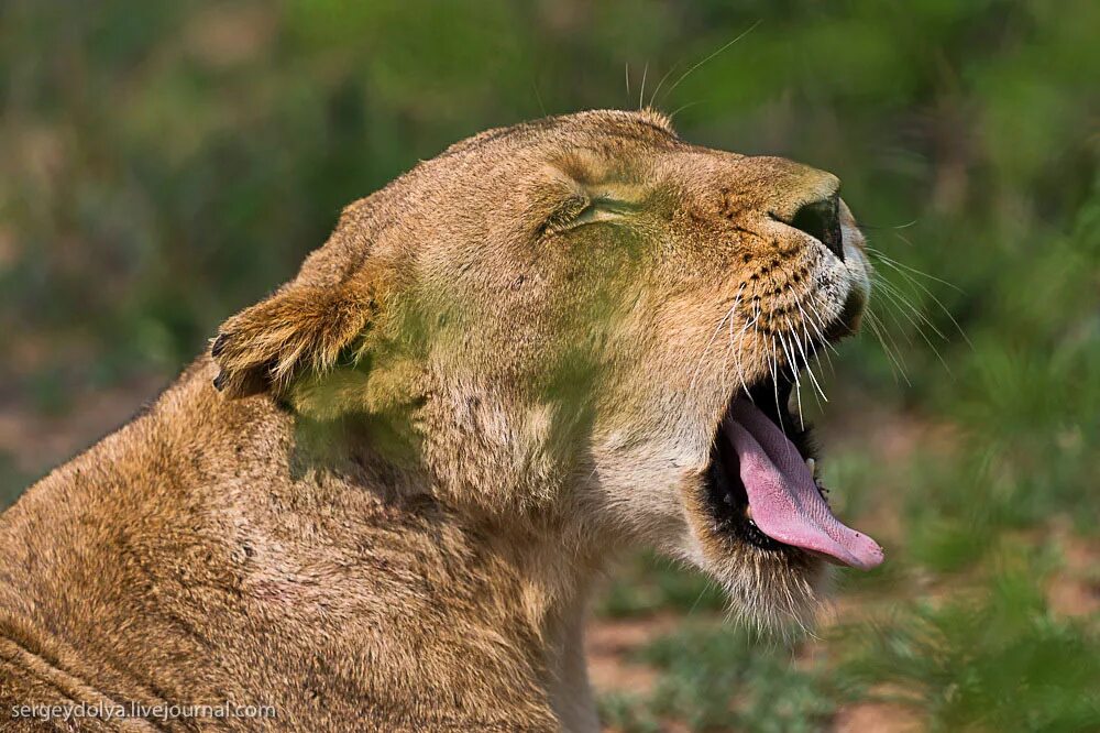 Битва со львом. Lion Fight close up.