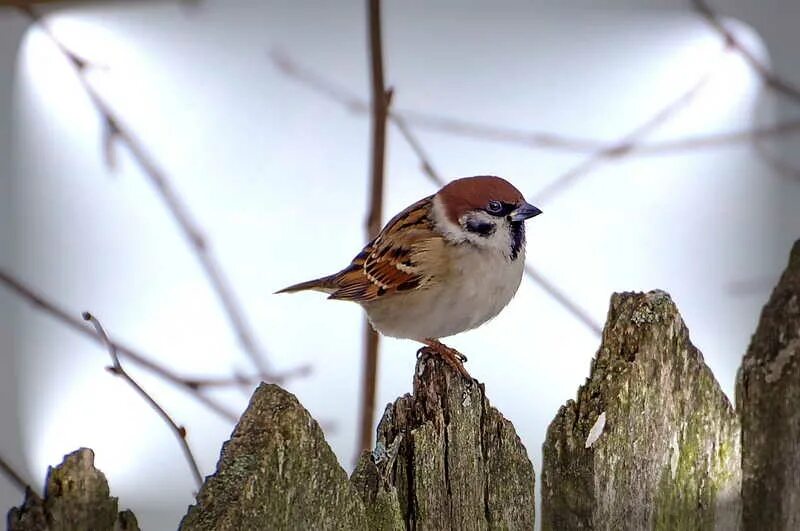 зимние птицы воробей. птицы щебечут. воробушек 3. три воробья. воробушек или воробышек.
