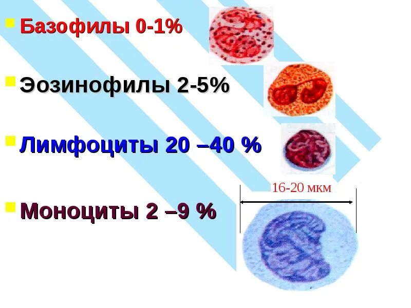 Эозинофилы 2 базофилы 2