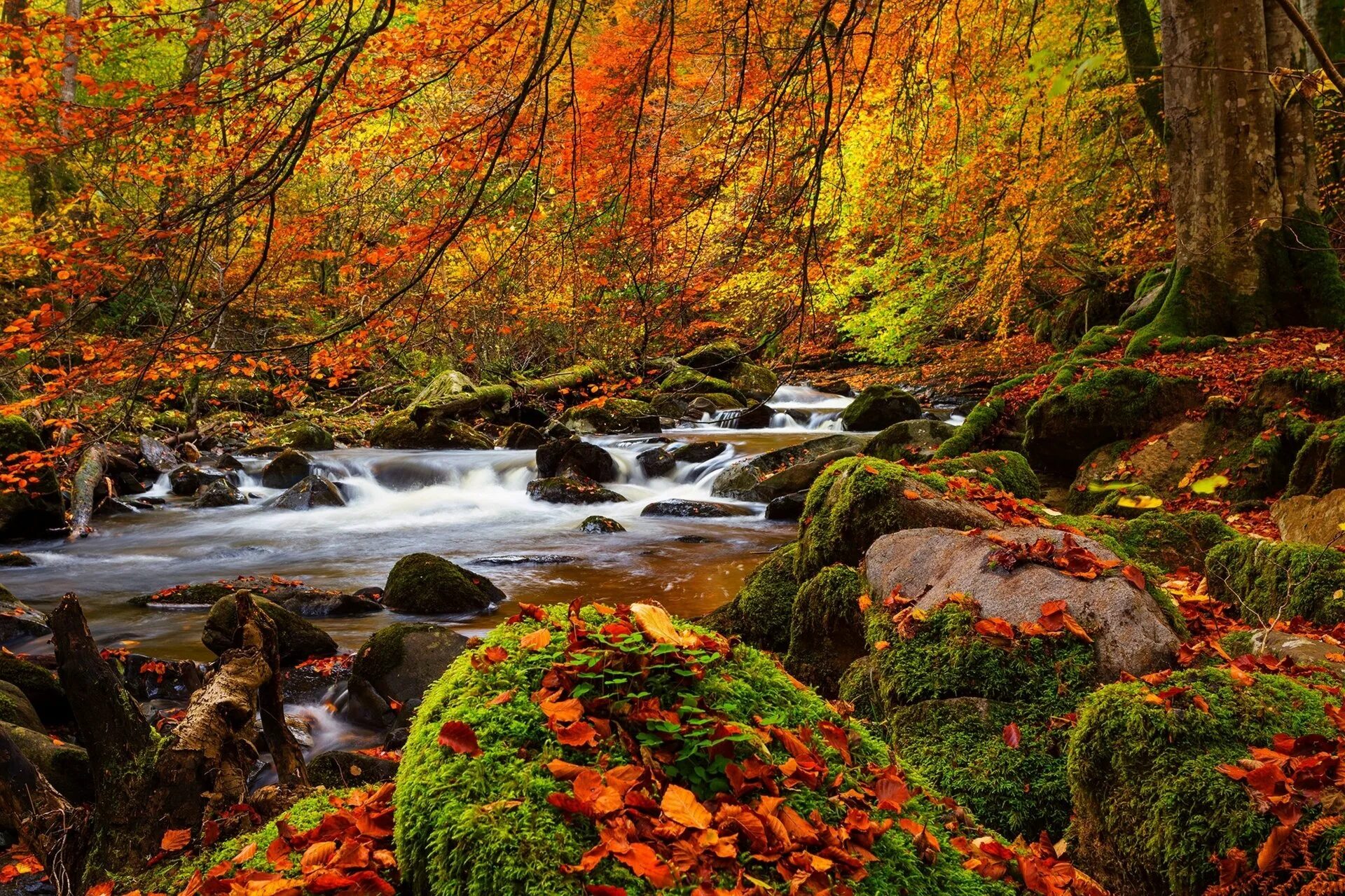 Красивая осень. Природа осень. Осень в лесу. Осенний лес. Autumn is beautiful