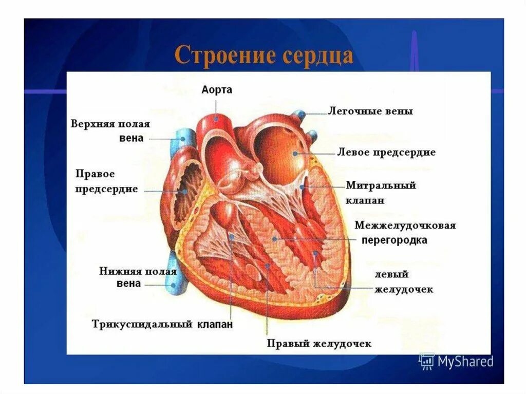 Сердечная строение и функции. Строение сердца. Строение сердца человека. Схема внутреннего строения сердца. Внутреннее строение сердца анатомия.