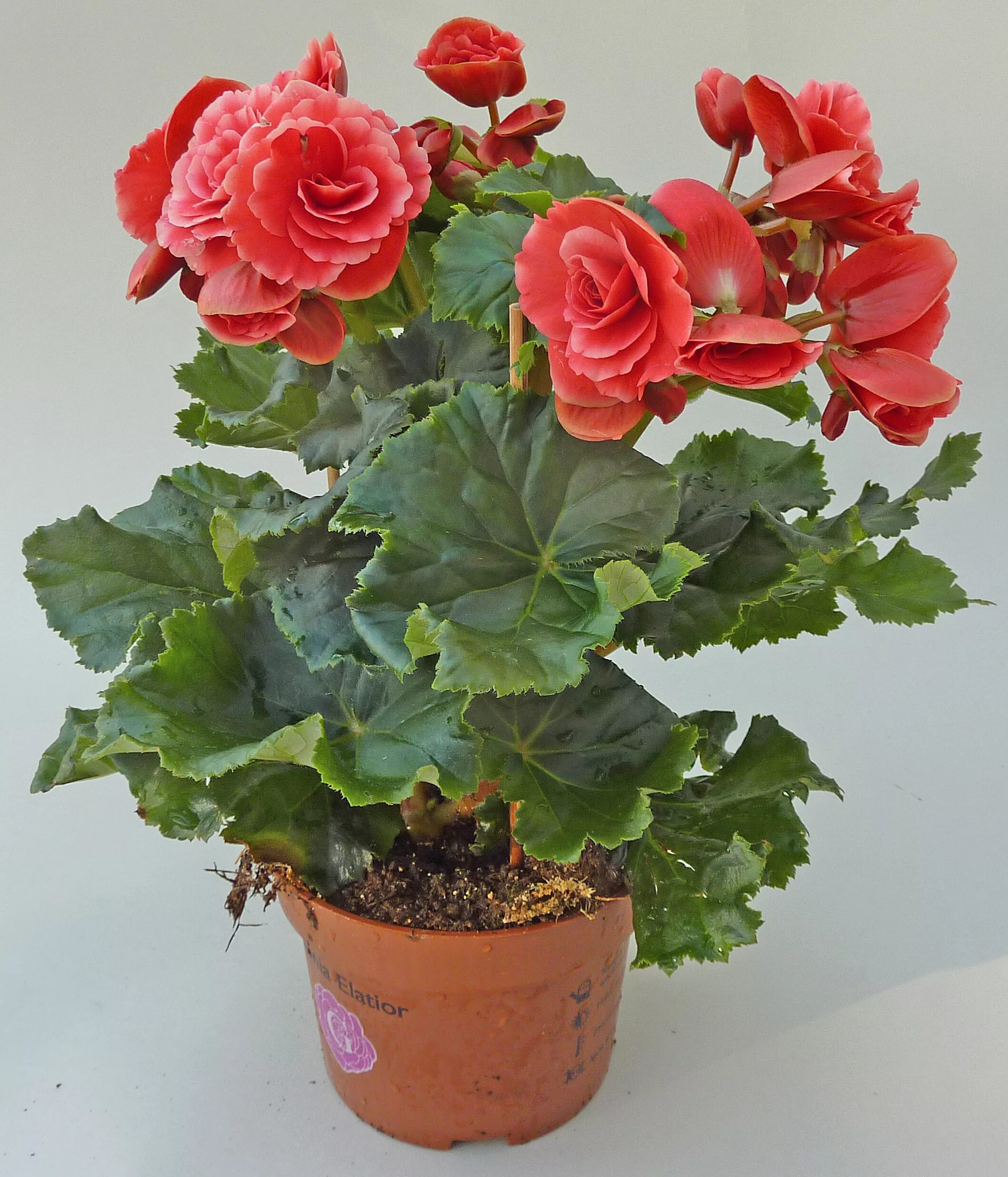 Begonia 'Aunt Edith' Begonia, Indoor plants, Plants