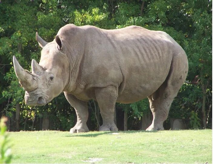 Широконосый носорог. Белый носорог. Изображение носорога. Страна носорогов