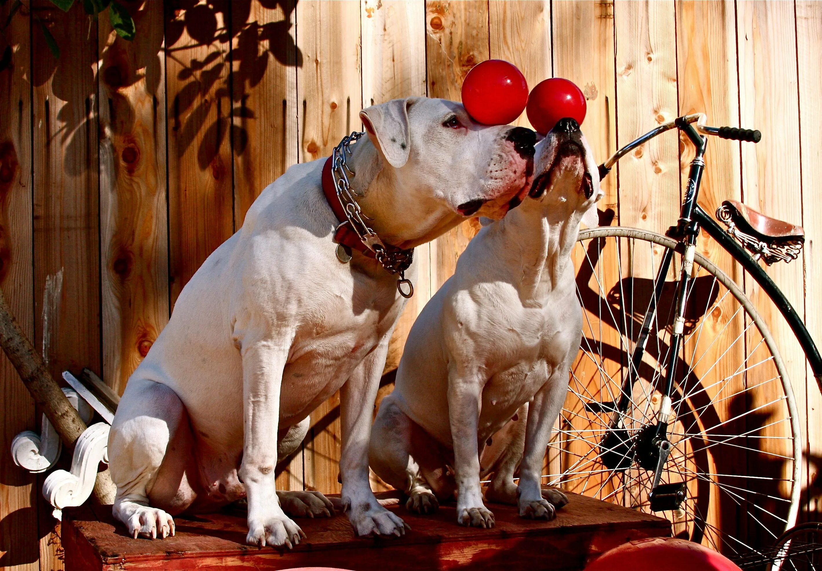 There a funny dog at the circus
