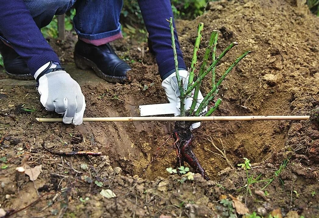 Корневая шейка плетистой розы. Саженец на посадку розы плетистой. Высадка роз в открытый грунт. Высадка роз весной. Как правильно посадить саженец розы