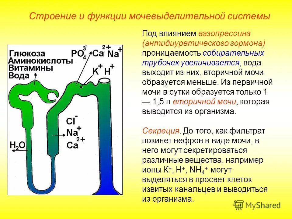 Где образуется первичная и вторичная моча