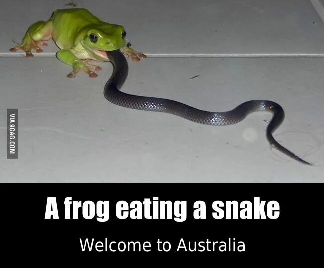 Snake - YouTube