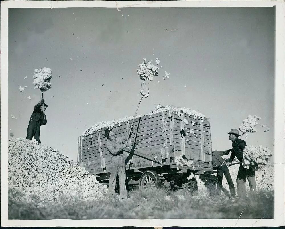 Хлопок в старом. Old Cotton Cargo Турция. Cotton picking Machines вектор. Cotton Picker Vintage Uzbekistan. Cotton Ginning.