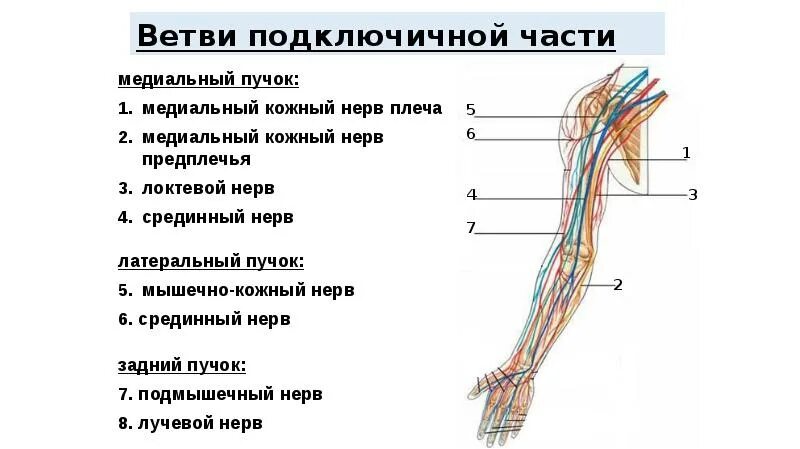 Мышечно-кожный нерв плеча анатомия. Подкрыльцовый нерв плеча повреждение. Латеральный кожный нерв предплечья топография. Проекция срединного нерва.