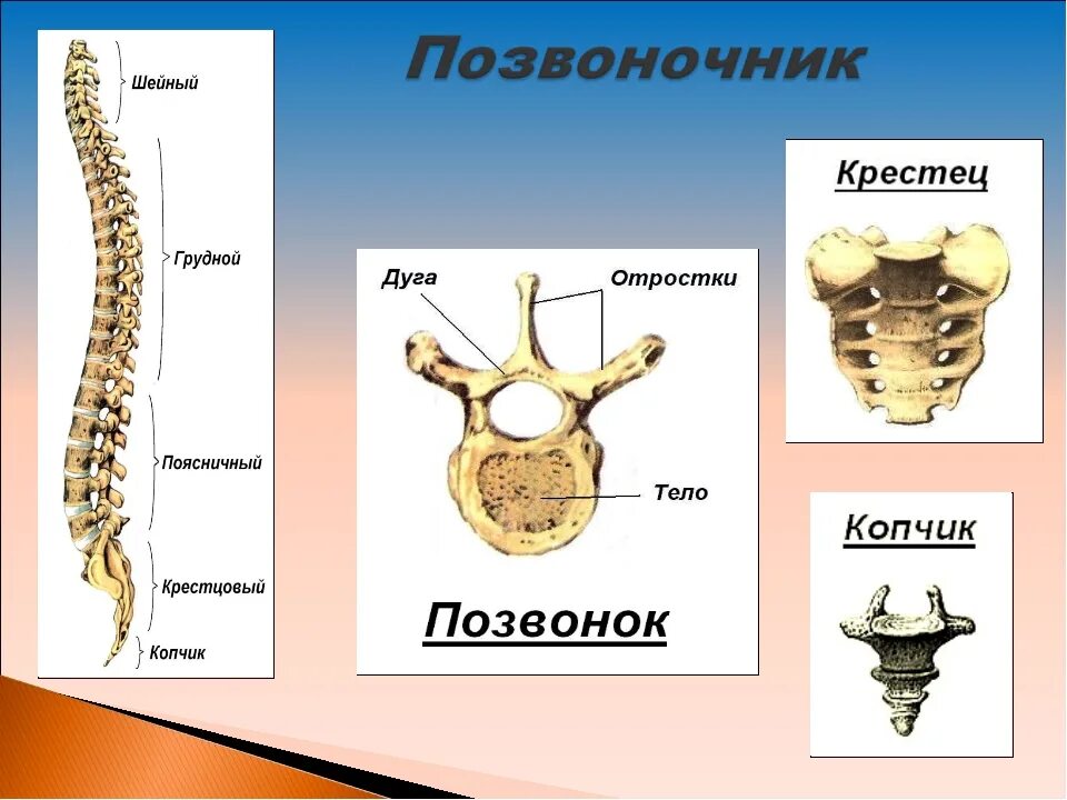 Грудные позвонки тип кости. Строение скелета туловища. Строение позвоночника человека. Скелет позвоночника человека. Позвоночник с обозначением позвонков.