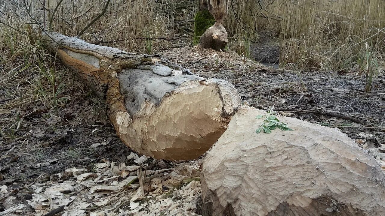 Ствол бобра. Бобер грызет дерево.