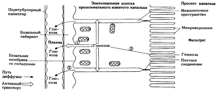 механизм реабсорбции натрия в почках. процесс образования первичной мочи. нарушение почечной гемодинамики. перитубулярные капилляры. механизм клубочковой фильтрации схема.