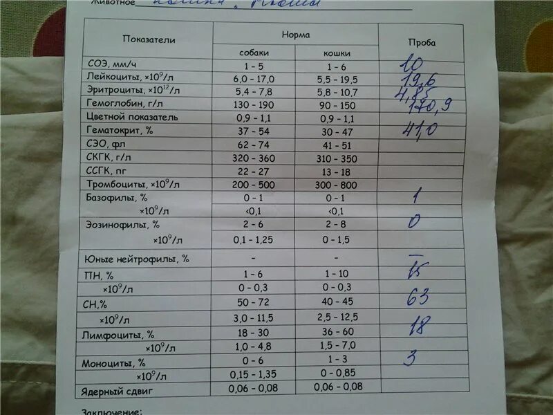 Лейкоцитов и эритроциты повышены у ребенка. Эозинофилы в ОАК. Общий анализ крови эозинофилия. Нормы показателей лейкоцитов в крови у детей. Общий анализ крови лейкоцитоз.