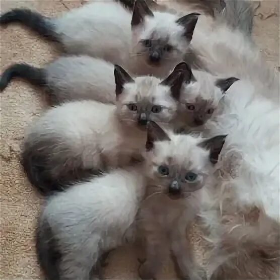 Коты волковыск куфар. Коты волковыск куфар. Сиамский котенок маленький. Коты волковыск куфар. Коты волковыск куфар.