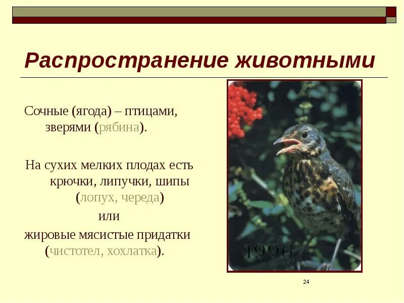 Распространение плодов птицами. Распространение животных. распрастранениеживотных. распространение животных и растений. пример распространения животных.